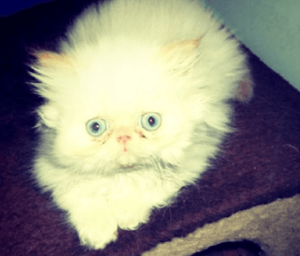 Cass, the cat behind the cashcat meme