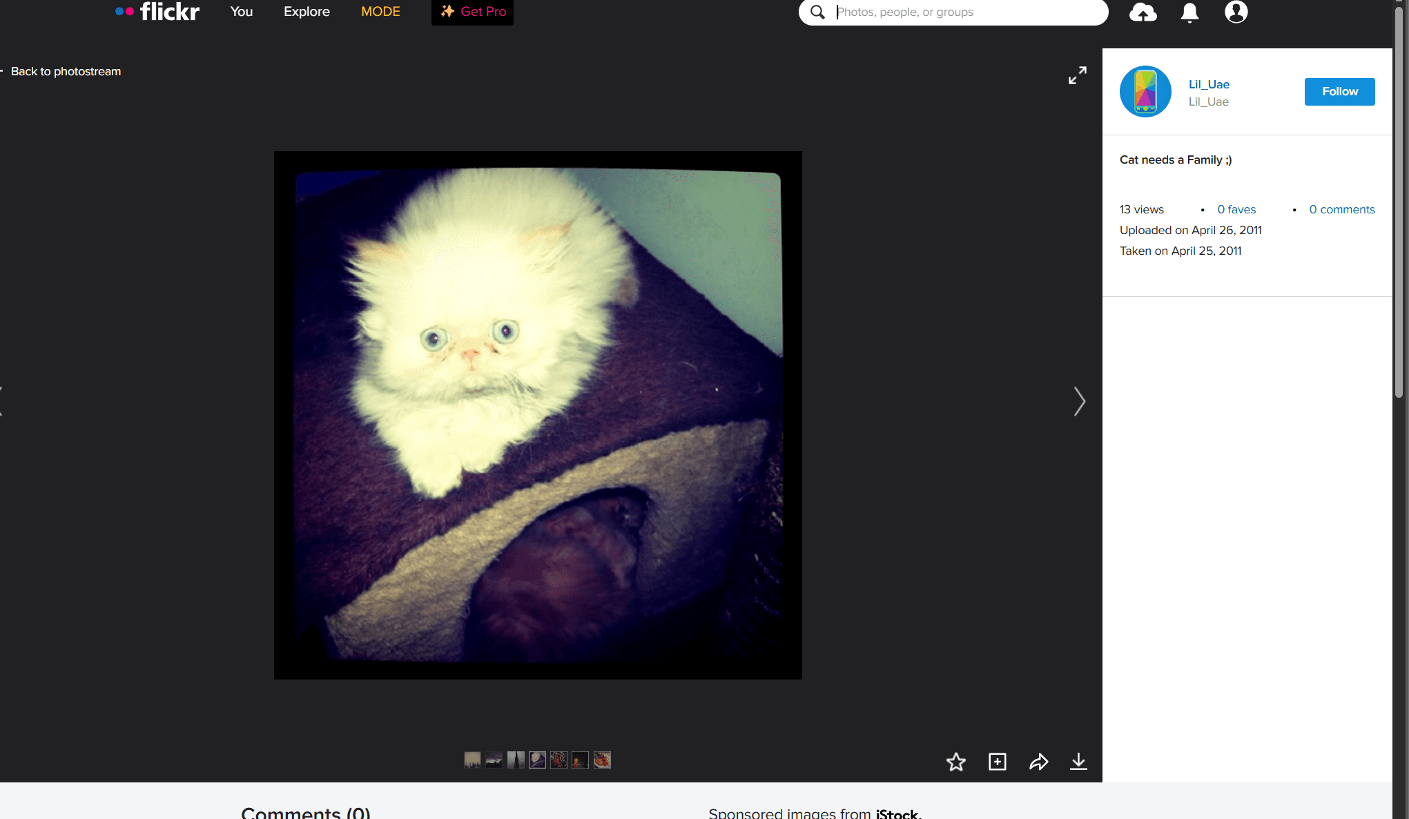 Flickr page from Lil_Uae, April 26 2011, titled Cat needs a Family, showing two kittens